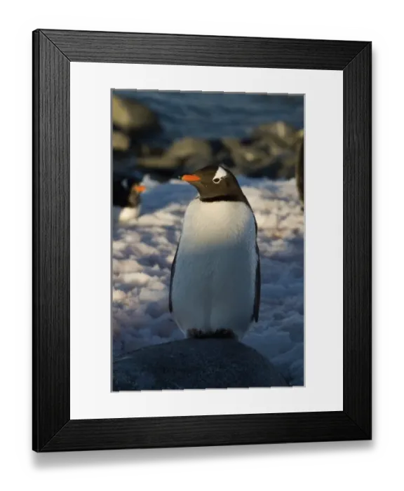 Framed Print : gentoo penguin, Pygoscelis Papua, along the western Antarctic Peninsula, Antarctica Framed Print : gentoo penguin, Pygoscelis Papua, along the western Antarctic Peninsula, Antarctica