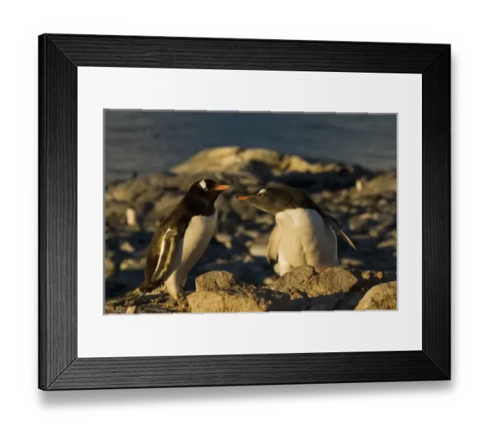 Framed Print : Antarctic, Antarctic Framed Print : Antarctic, Antarctic