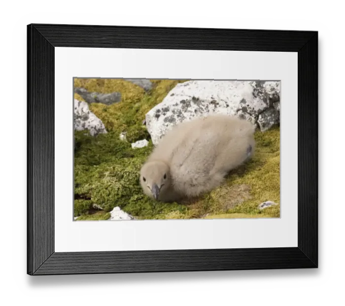 Framed Print : Antarctic, Antarctic Framed Print : Antarctic, Antarctic