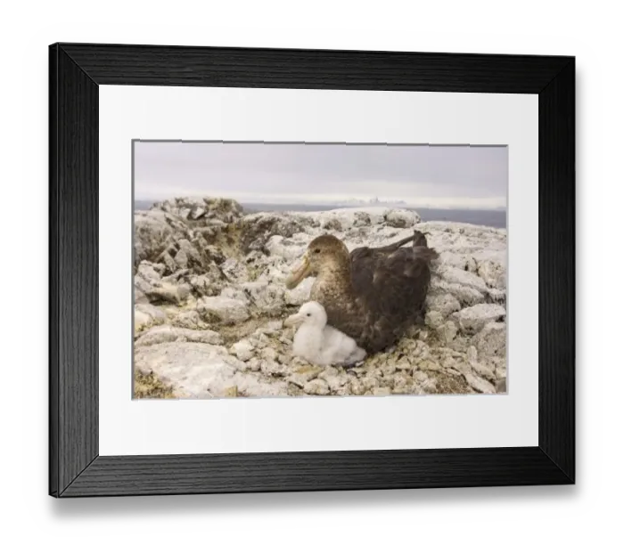 Framed Print : Antarctic, Antarctic