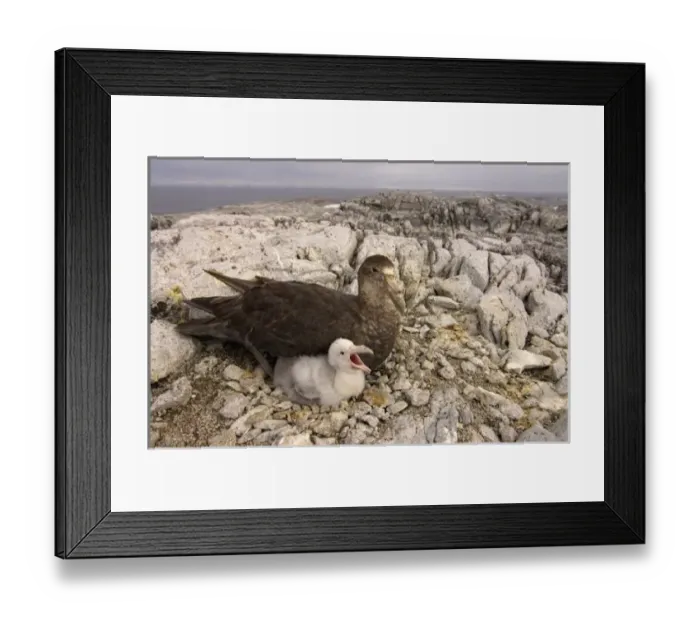 Framed Print : Antarctic, Antarctic Framed Print : Antarctic, Antarctic