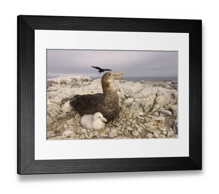 Framed Print : Antarctic, Antarctic Framed Print : Antarctic, Antarctic