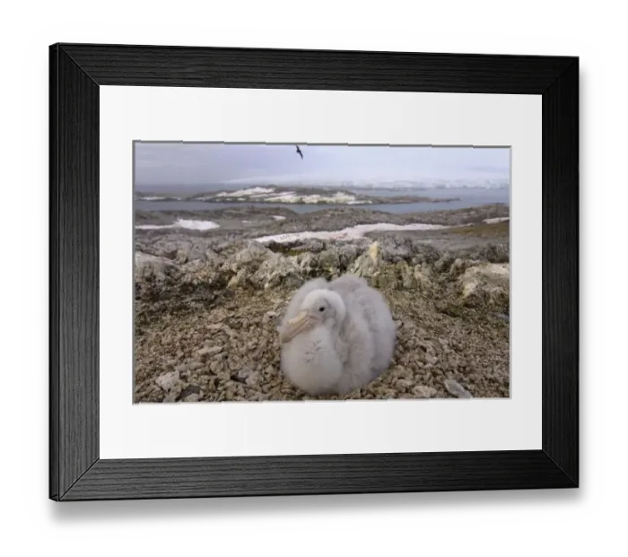 Framed Print : southern giant petrel, Macronectes giganteus, chick on its nest, western Antarctic Peninsula Framed Print : southern giant petrel, Macronectes giganteus, chick on its nest, western Antarctic Peninsula