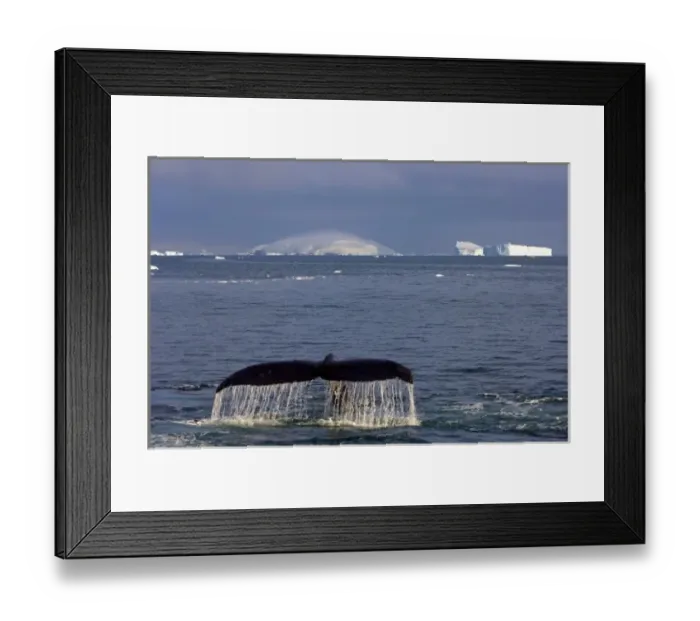 Framed Print : humpback whale, Megaptera novaeangliae, feeding in the waters off the western Antarctic Peninsula