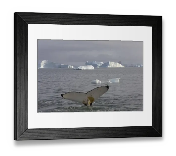 Framed Print : humpback whale, Megaptera novaeangliae, feeding in the waters off the western Antarctic Peninsula