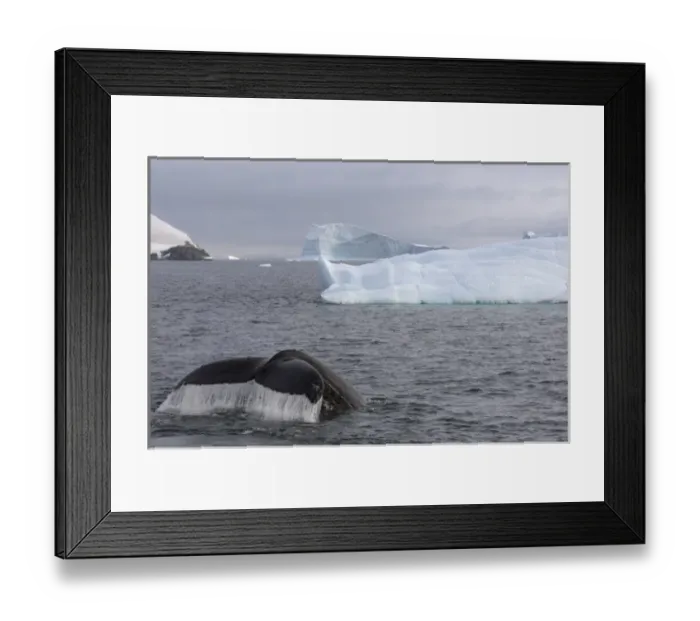 Framed Print : humpback whale, Megaptera novaeangliae, feeding in the waters off the western Antarctic Peninsula