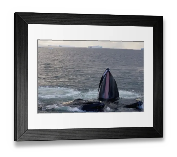 Framed Print : humpback whale, Megaptera novaeangliae, pair feeding in the waters off the western