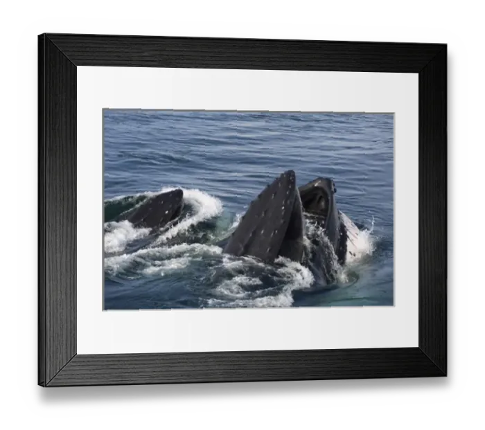 Framed Print : humpback whale, Megaptera novaeangliae, pair feeding in the waters off the western