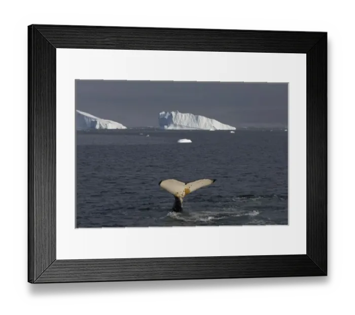 Framed Print : humpback whale, Megaptera novaeangliae, feeding in the waters off the western Antarctic Peninsula
