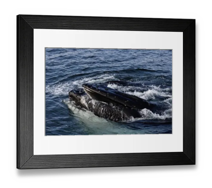 Framed Print : humpback whale, Megaptera novaeangliae, pair feeding in the waters off the western