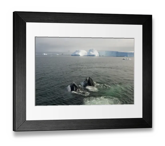 Framed Print : humpback whale, Megaptera novaeangliae, pair feeding in the waters off the western Framed Print : humpback whale, Megaptera novaeangliae, pair feeding in the waters off the western