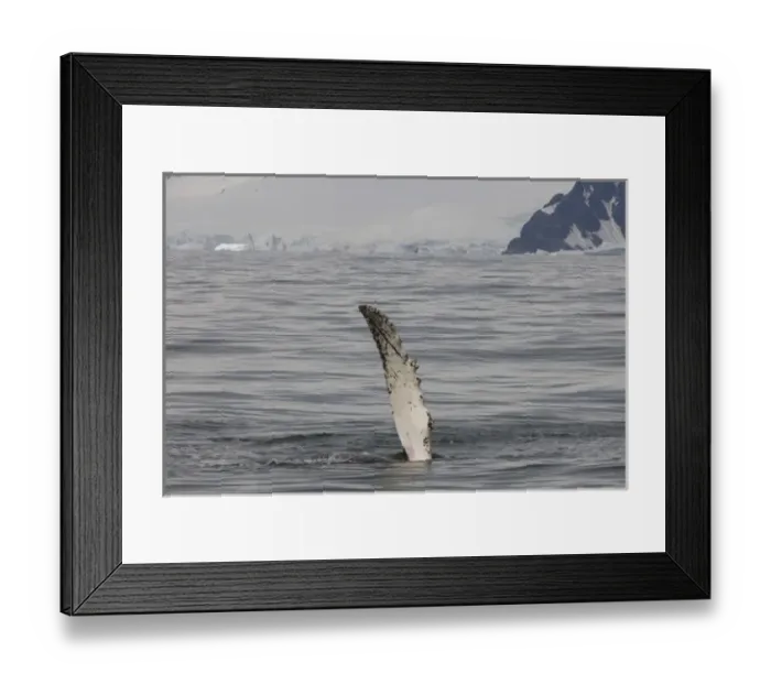 Framed Print : humpback whale, Megaptera novaeangliae, frolicking in the waters off the western Framed Print : humpback whale, Megaptera novaeangliae, frolicking in the waters off the western