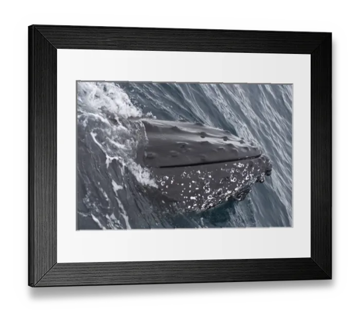 Framed Print : humpback whale, Megaptera novaeangliae, frolicking in the waters off the western Framed Print : humpback whale, Megaptera novaeangliae, frolicking in the waters off the western