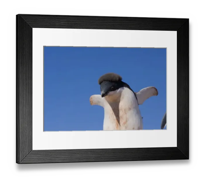 Framed Print : adelie penguin, Pygoscelis Adeliae, chick on the western Antarctic Peninsula, Antarctica