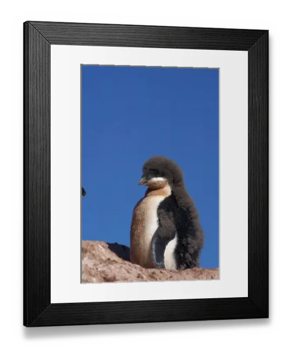 Framed Print : adelie penguin, Pygoscelis Adeliae, chick on the western Antarctic Peninsula, Antarctica