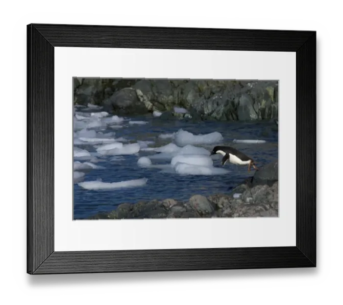 Framed Print : adelie penguin, Pygoscelis Adeliae, jumping into waters off the western Antarctic Peninsula Framed Print : adelie penguin, Pygoscelis Adeliae, jumping into waters off the western Antarctic Peninsula