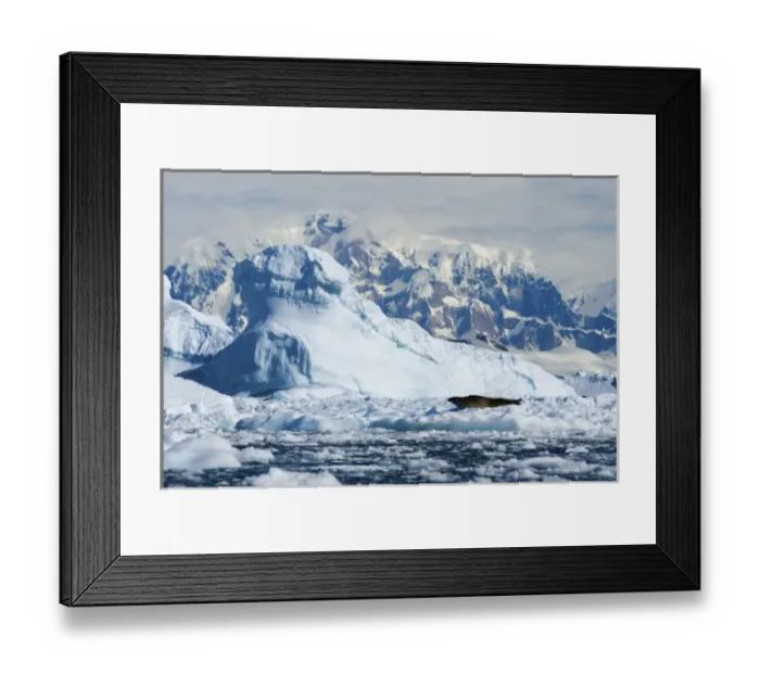 Framed Print : crabeater seal, Lobodon carcinophaga, resting on glacial ice along the western Antarctic Peninsula Framed Print : crabeater seal, Lobodon carcinophaga, resting on glacial ice along the western Antarctic Peninsula