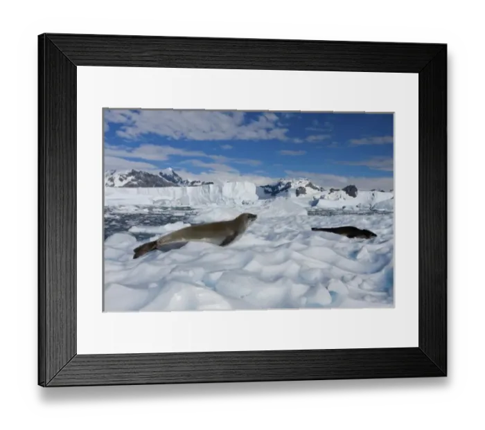 Framed Print : crabeater seal, Lobodon carcinophaga, resting on glacial ice along the western Antarctic Peninsula Framed Print : crabeater seal, Lobodon carcinophaga, resting on glacial ice along the western Antarctic Peninsula