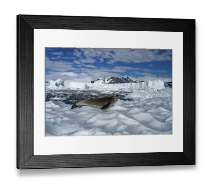 Framed Print : crabeater seal, Lobodon carcinophaga, resting on glacial ice along the western Antarctic Peninsula Framed Print : crabeater seal, Lobodon carcinophaga, resting on glacial ice along the western Antarctic Peninsula