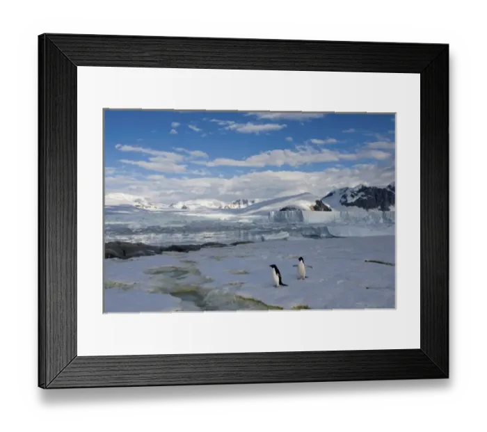 Framed Print : adelie penguins, Pygoscelis Adeliae, along the western Antarctic Peninsula, Antarctica Framed Print : adelie penguins, Pygoscelis Adeliae, along the western Antarctic Peninsula, Antarctica