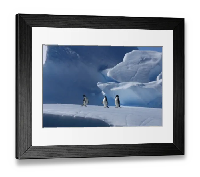 Framed Print : adelie penguins, Pygoscelis Adeliae, on glacial ice along the western Antarctic Peninsula Framed Print : adelie penguins, Pygoscelis Adeliae, on glacial ice along the western Antarctic Peninsula