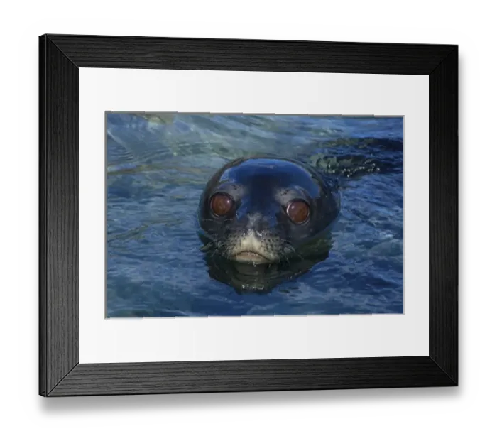 Framed Print : weddell seal, Leptonychotes weddellii, in the waters along the western Antarctic Peninsula
