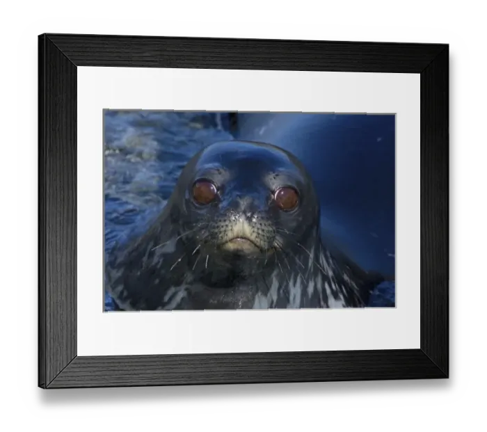 Framed Print : weddell seal, Leptonychotes weddellii, in the waters along the western Antarctic Peninsula