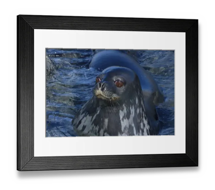 Framed Print : weddell seal, Leptonychotes weddellii, in the waters along the western Antarctic Peninsula Framed Print : weddell seal, Leptonychotes weddellii, in the waters along the western Antarctic Peninsula