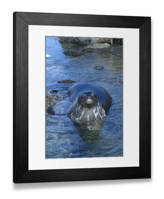Framed Print : weddell seal, Leptonychotes weddellii, in the waters along the western Antarctic Peninsula Framed Print : weddell seal, Leptonychotes weddellii, in the waters along the western Antarctic Peninsula
