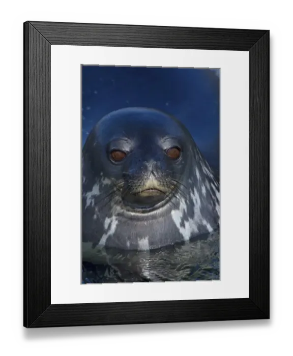 Framed Print : weddell seal, Leptonychotes weddellii, in the waters along the western Antarctic Peninsula Framed Print : weddell seal, Leptonychotes weddellii, in the waters along the western Antarctic Peninsula