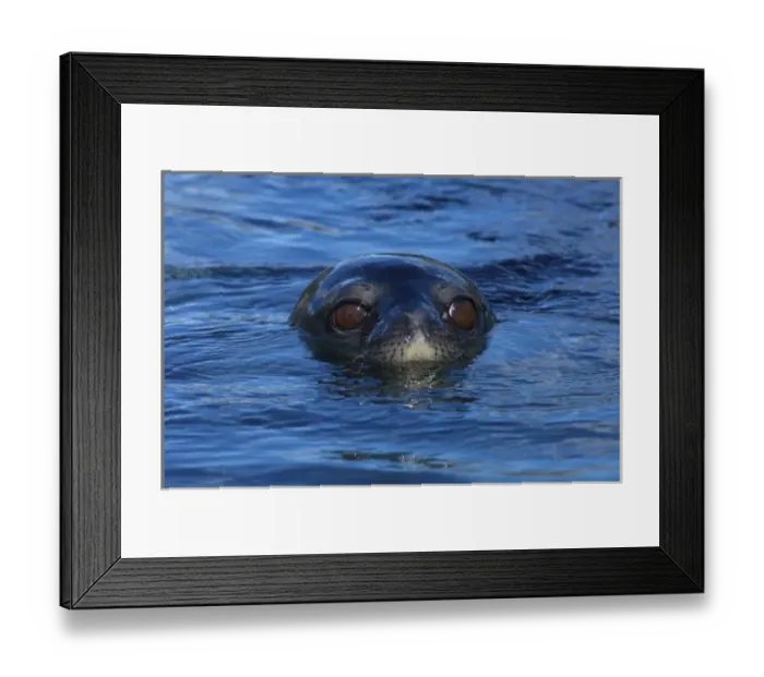 Framed Print : weddell seal, Leptonychotes weddellii, in the waters along the western Antarctic Peninsula Framed Print : weddell seal, Leptonychotes weddellii, in the waters along the western Antarctic Peninsula
