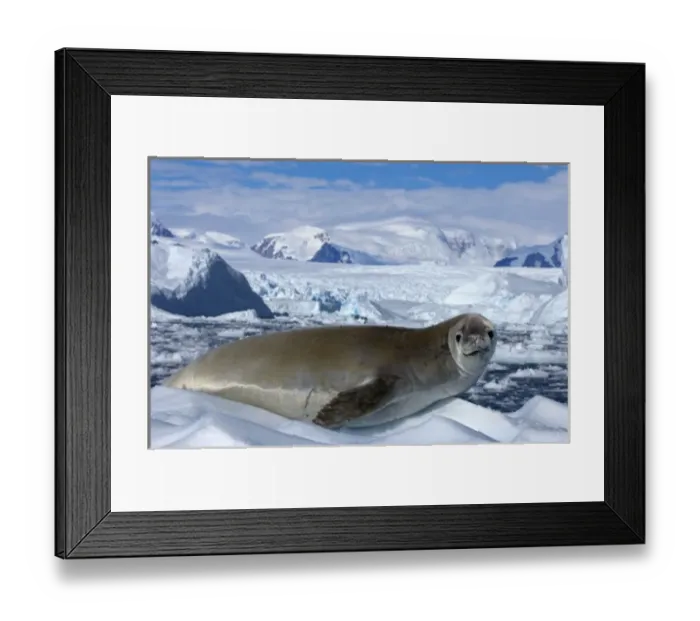 Framed Print : crabeater seal, Lobodon carcinophaga, resting on glacial ice along the western Antarctic Peninsula Framed Print : crabeater seal, Lobodon carcinophaga, resting on glacial ice along the western Antarctic Peninsula
