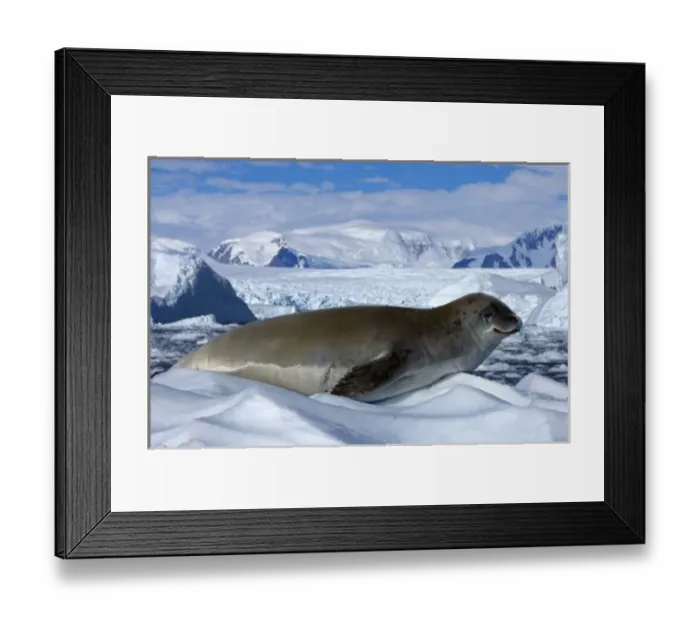 Framed Print : crabeater seal, Lobodon carcinophaga, resting on glacial ice along the western Antarctic Peninsula Framed Print : crabeater seal, Lobodon carcinophaga, resting on glacial ice along the western Antarctic Peninsula