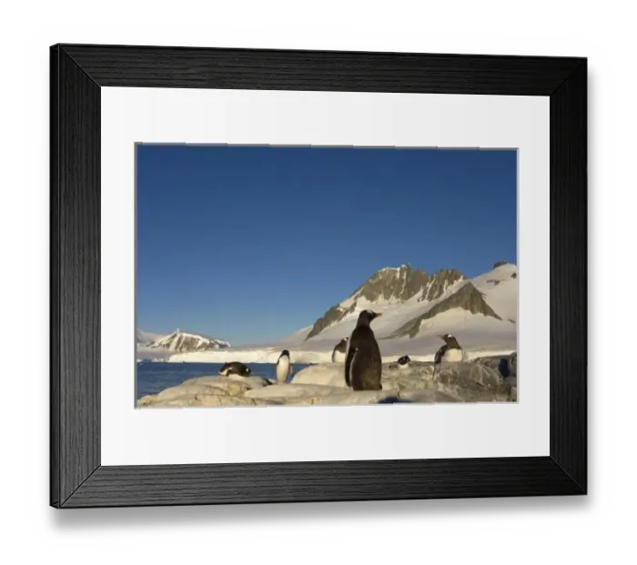 Framed Print : gentoo penguin, Pygoscelis Papua, colony along the western Antarctic Peninsula, Antarctica