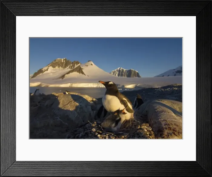Framed Print : gentoo penguin, Pygoscelis Papua, parent with chicks on its nest, western Antarctic Peninsula Framed Print : gentoo penguin, Pygoscelis Papua, parent with chicks on its nest, western Antarctic Peninsula