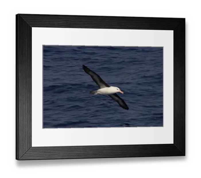 Framed Print : black-browed albatross, Diomedea melanophris, on the Southern Ocean, Drake Passage Framed Print : black-browed albatross, Diomedea melanophris, on the Southern Ocean, Drake Passage