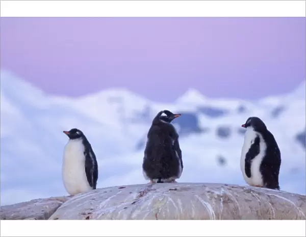 gentoo penguin, Pygoscelis Papua, chicks at twilight along the western Antarctic Peninsula