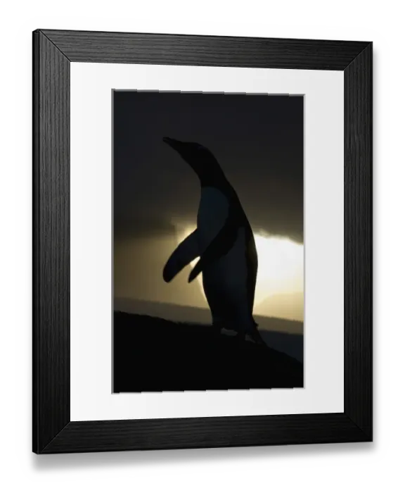 Framed Print : Antarctic, Antarctic Framed Print : Antarctic, Antarctic