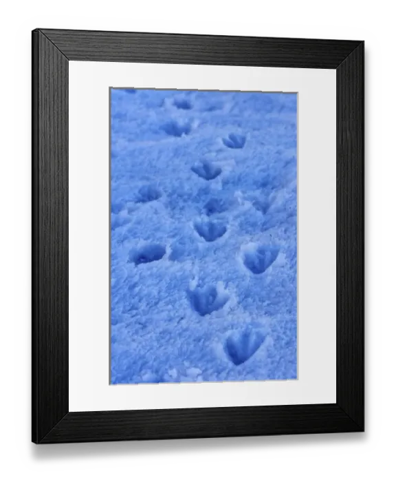 Framed Print : gentoo penguin, Pygoscelis Papua, footprints in glacial ice, western Antarctic Peninsula Framed Print : gentoo penguin, Pygoscelis Papua, footprints in glacial ice, western Antarctic Peninsula