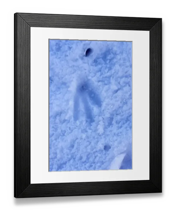 Framed Print : gentoo penguin, Pygoscelis Papua, footprint in glacial ice, western Antarctic Peninsula