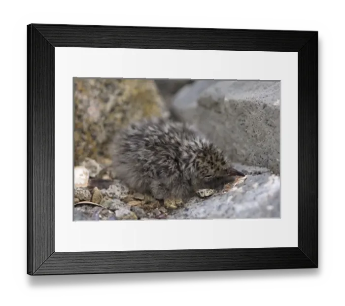 Framed Print : Antarctic tern, Sterna vittata, newborn chick along the western Antarctic Peninsula Framed Print : Antarctic tern, Sterna vittata, newborn chick along the western Antarctic Peninsula