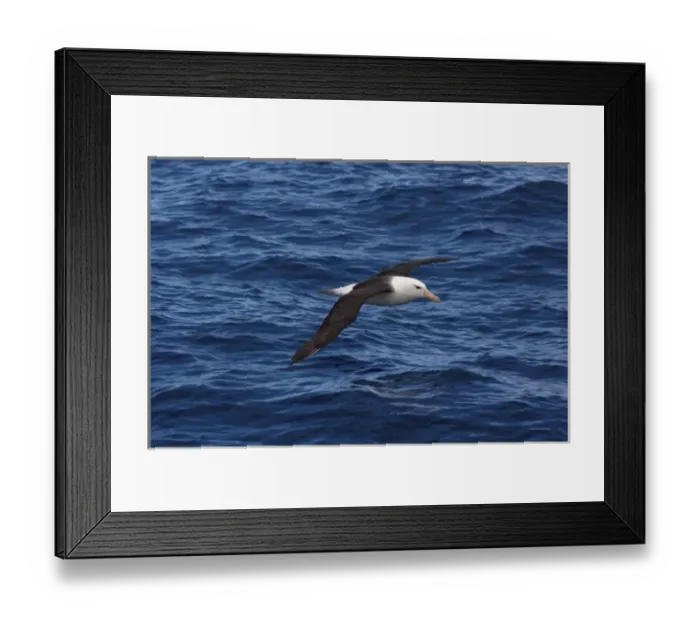 Framed Print : black-browed albatross, Diomedea melanophris, on the Southern Ocean, Drake Passage Framed Print : black-browed albatross, Diomedea melanophris, on the Southern Ocean, Drake Passage