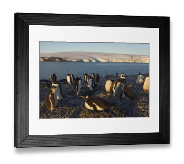 Framed Print : gentoo penguin, Pygoscelis papua, rookery on the South Shetland Islands, Antarctica Framed Print : gentoo penguin, Pygoscelis papua, rookery on the South Shetland Islands, Antarctica