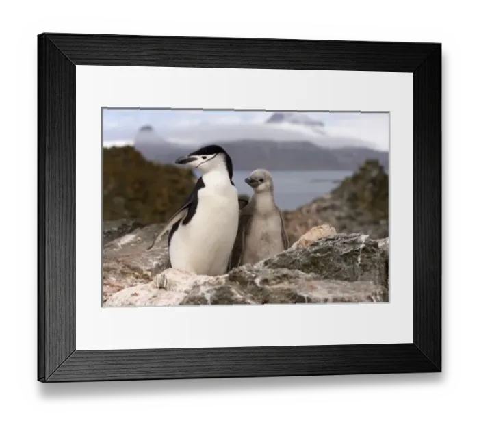 Framed Print : chinstrap penguin, Pygoscelis antarctica, with chick, South Shetland Islands, Antarctica