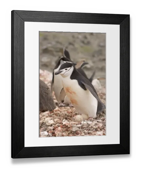 Framed Print : Antarctic, Antarctic