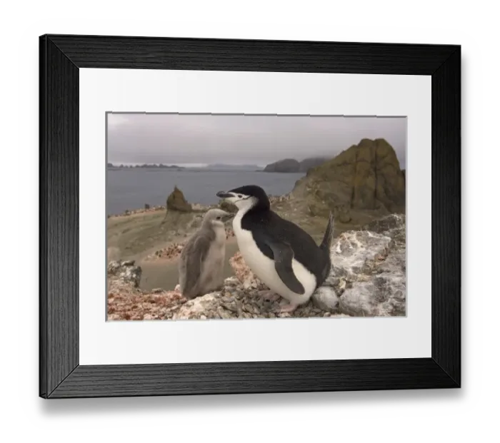 Framed Print : Antarctic, Antarctic Framed Print : Antarctic, Antarctic