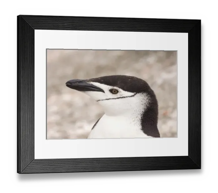 Framed Print : chinstrap penguin, Pygoscelis antarctica, profile, South Shetland Islands, Antarctica Framed Print : chinstrap penguin, Pygoscelis antarctica, profile, South Shetland Islands, Antarctica