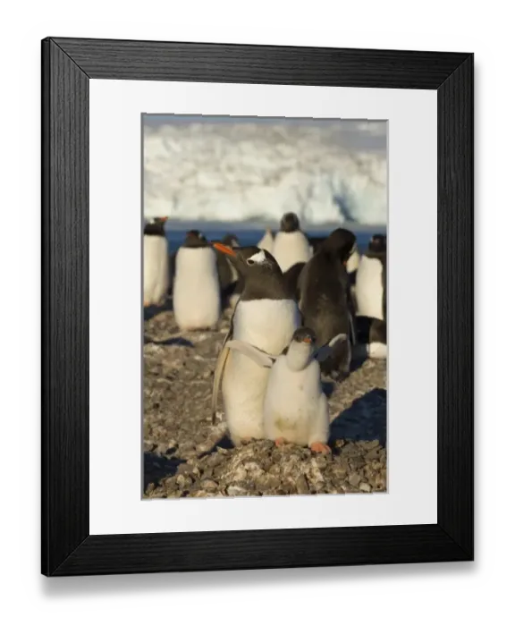 Framed Print : gentoo penguin, Pygoscelis papua, with chick on nest, South Shetland Islands, Antarctica Framed Print : gentoo penguin, Pygoscelis papua, with chick on nest, South Shetland Islands, Antarctica