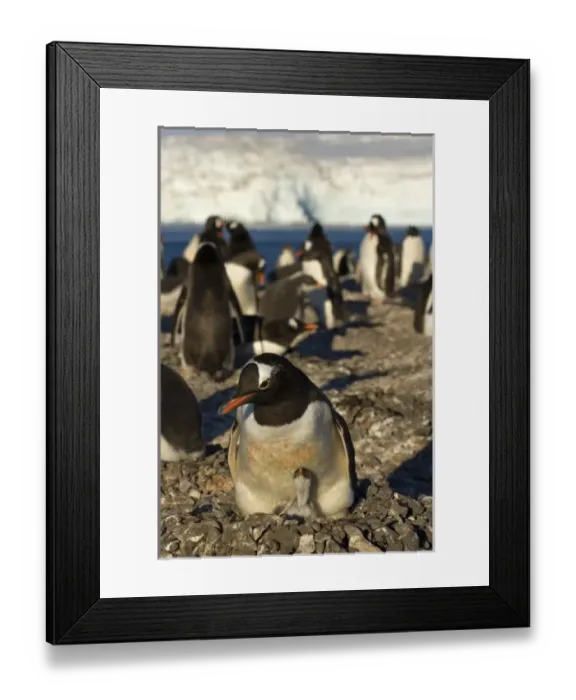 Framed Print : Antarctic, Antarctic Framed Print : Antarctic, Antarctic