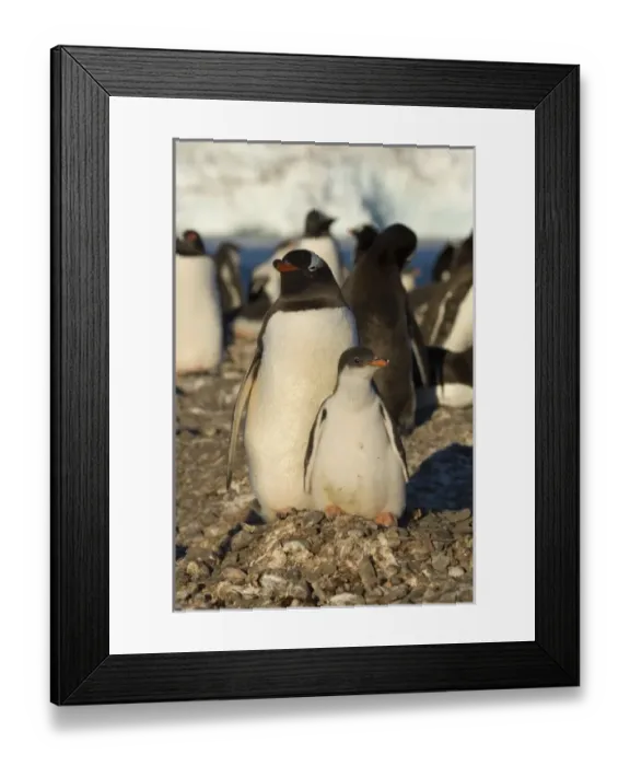 Framed Print : Antarctic, Antarctic Framed Print : Antarctic, Antarctic